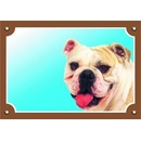 Dafiko Barevná cedulka Pozor pes - Buldog anglický