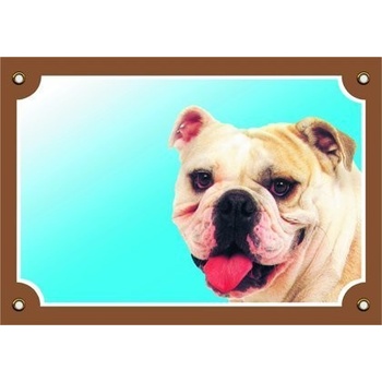 Dafiko Barevná cedulka Pozor pes - Buldog anglický