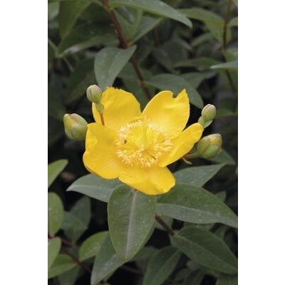 Ľubovník kalíškatý FloraSelf Hypericum calydeinum výška 5-40 cm kvetináč 0,5 l
