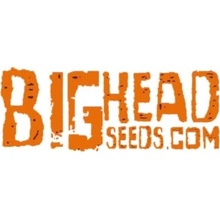 Big Head Seeds THC Pro semena neobsahují THC 10 ks