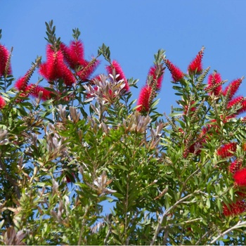 Tyčinkovec kopijovitolistý - Callistemon citrinus - semená tyčinkovca - 10 ks