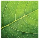PAW servítky leaf close up 33X33cm