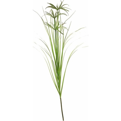 Šáchor papírodárný / tráva Papyrus velká 120 cm