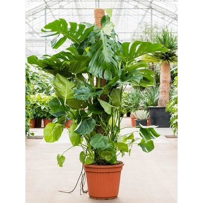 Nieuwkoop Monstera deliciosa s kokosovou vzpěrou 180 cm, průměr 40 cm Monstera skvostná