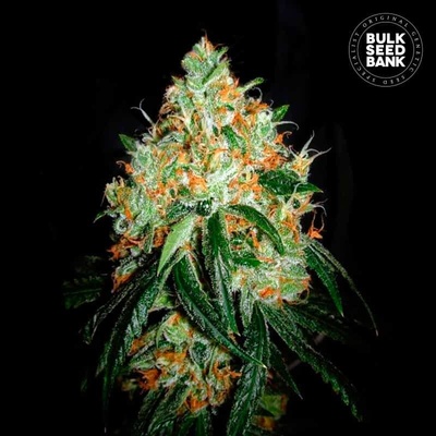 Bulk Seed Bank Original Orange Bud semienka neobsahujú THC 100 ks