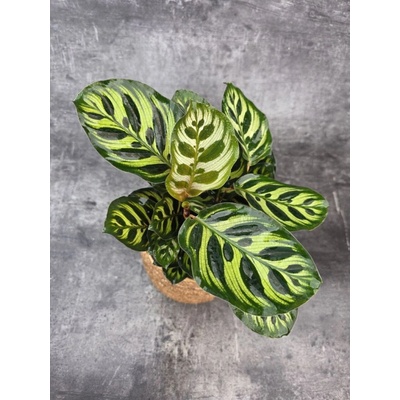 Calathea Makoyana