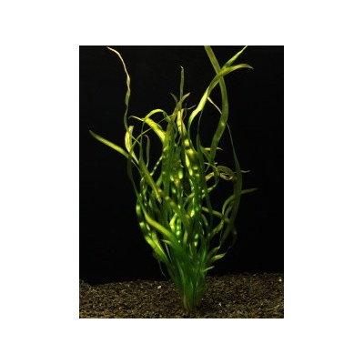 Vallisneria rubra serpanta - Zákruticha červená serpentana – Zboží Mobilmania