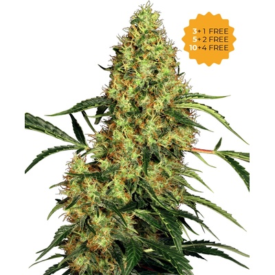 Sensi Seeds Mexican Sativa semena neobsahují THC 10 ks