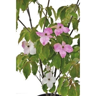 Japonský dřín Cornus kousa 'Teutonia' výška 100-150 cm květináč 20 l