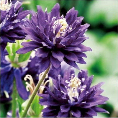 Orlíček plnokvětý modrý Aquilegia prostokořenné sazenice orlíčku 1 ks