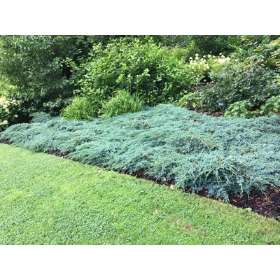 Borievka šupinatá Blue Carpet, kvetináč 11 cm