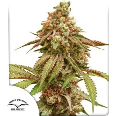 Dutch PassionTropical Tangie semena neobsahují THC 3 ks