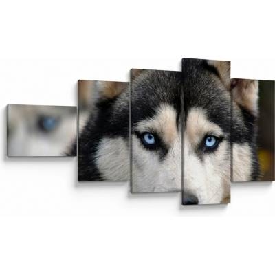 Obraz psa husky, pětidílný 110x60 cm – Hledejceny.cz