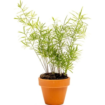 Gardners Asparagus densiflorus Sprengeri, průměr 6 cm Asparágus, Chřest hustokvětý