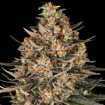 Barney's Farm Lemon Drizzlesemena neobsahují THC 3 ks