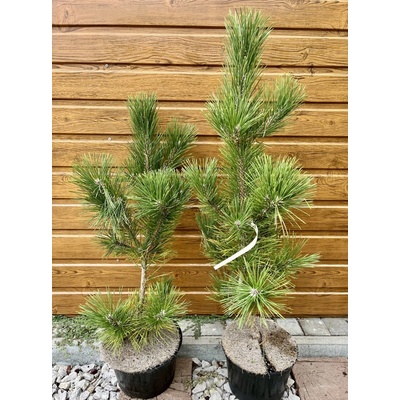 Borovica čierna japonská (Pinus thunbergii) veľkosť 80-90cm