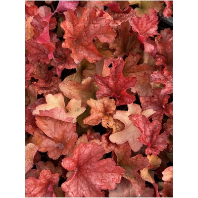 Heuchera hybrida PAPRIKA - dlužicha