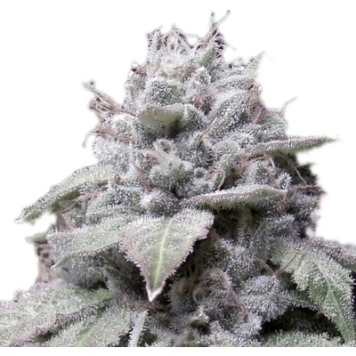 Growers Choice Gorilla Cookies semena neobsahují THC 5 ks