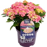 Forever & Ever® Macrophylla Pink Forever & Ever®