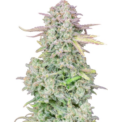Fastbuds Original Auto Trainwreck semienka neobsahujú THC 10 ks