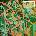 Graveyard - Innocence & Decadence (LP) (0727361356415)