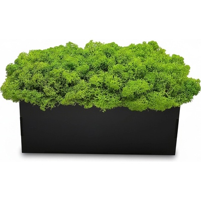 COOL Design Stabilizovaný mach v kvetináči – bezúdržbová prírodná dekorácia Veľkosť: dĺžka 15 cm