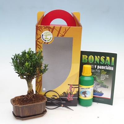 e-bonsai Pokojová bonsai v dárkové krabičce Buxus harlandii -korkový buxus