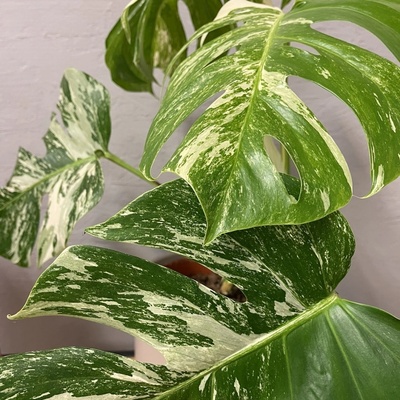 Monstera Deliciosa Albo Variegata
