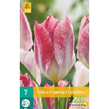 Jub Tulipán Flaming Purissima "B" 7ks