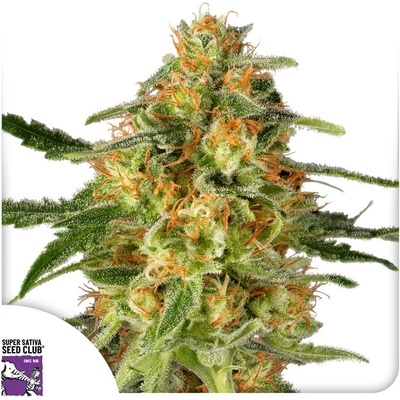 Super Sativa Seed Club TNT Trichome semienka neobsahujú THC 3 ks