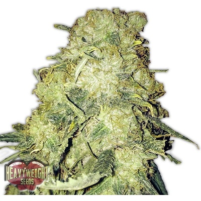 Heavyweight Seeds Gold Mine semienka neobsahujú THC 10 ks