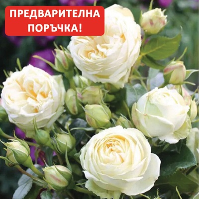 Tantau® Роза Wedding Piano® - (Tantau®)
