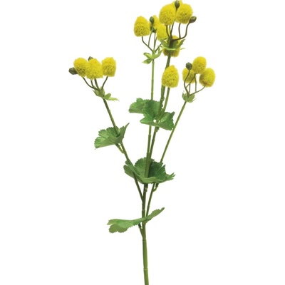 Kontryhel (Alchemilla) 'fantasie' spray) zlutý 46 cm