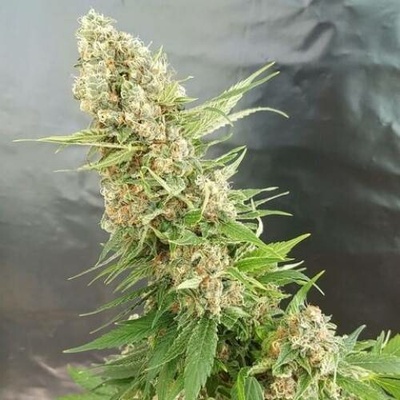Expert Seeds Critical Gorilla semena neobsahují THC 3 ks
