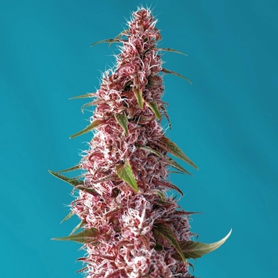 Sweet Seeds Red Pure Auto CBD semienka neobsahujú THC 100 ks