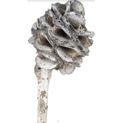 Banksia speciosa cone white washed, 3 ks