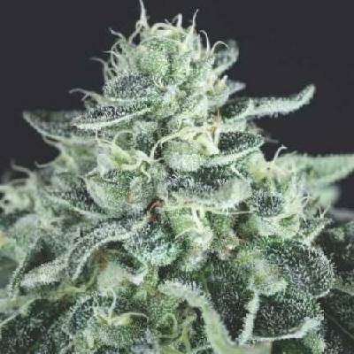 Pyramid Seeds Gelato semena neobsahují THC 3 ks