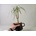 Kvetúlok Dracena Ďoďko