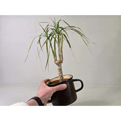 Kvetúlok Dracena Ďoďko