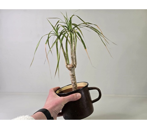 Kvetúlok Dracena Ďoďko
