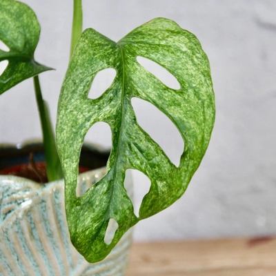 Monstera Adansonii Mint baby