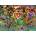 Ravensburger - Puzzle Exotic animals - 1 000 piese
