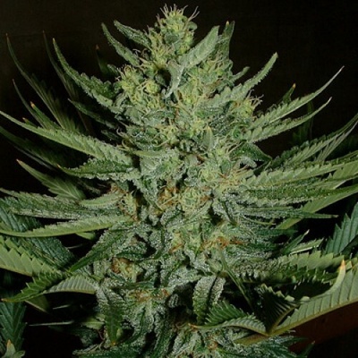 Mr. Nice Medicine Man regular semienka neobsahujú THC 15 ks
