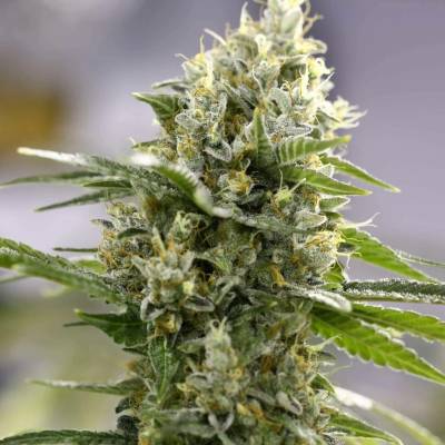 Expert Seeds Lemon Haze AUTO semena neobsahují THC 3 ks