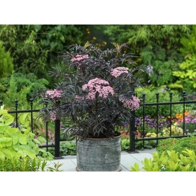 Baza čierna 'Black Lace', výška 15-30 cm, kvetináč 9 cm