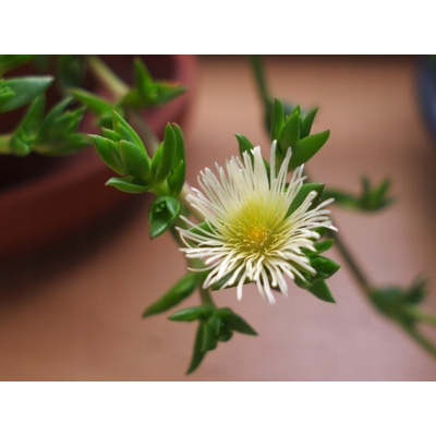KANNA (SCELETIUM TORTUOSUM) SUKULENT ANTIDEPRESANT SEMIENKA