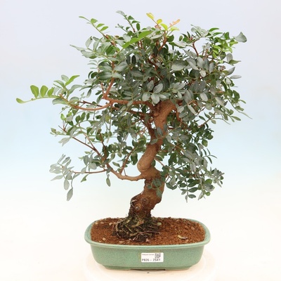 e-bonsai Pokojová bonsai - Pistacia Lentiscus - Pistácie
