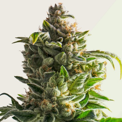 Kera Seeds Crazy Bud AUTO semena neobsahují THC 5 ks