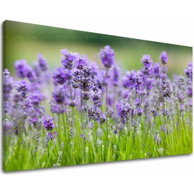 Obraz na stenu KVETY - 30x40