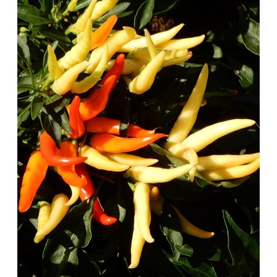 Paprika Poupila - Capsicum annuum - semienka - 50 ks